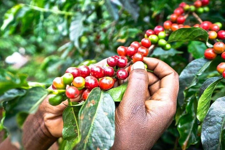Fairview Coffee Farm Half-Day Tour from Nairobi — Farm-to-Cup Coffee Experience