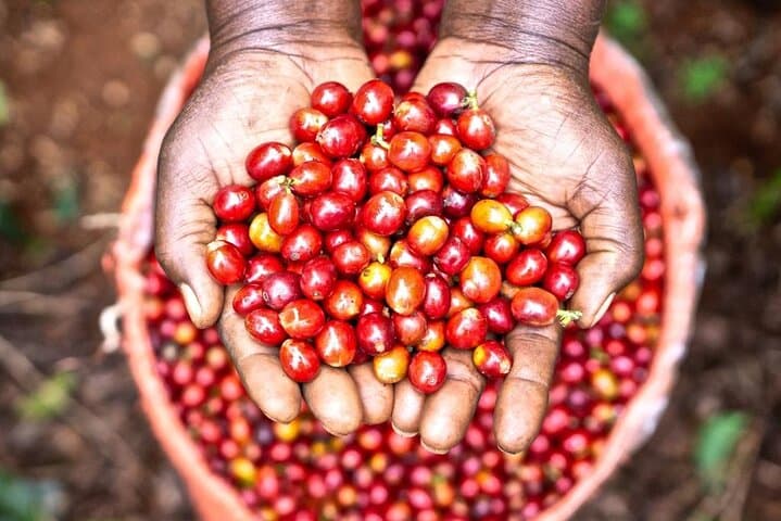 Fairview Coffee Farm Half-Day Tour from Nairobi — Farm-to-Cup Coffee Experience photo 2