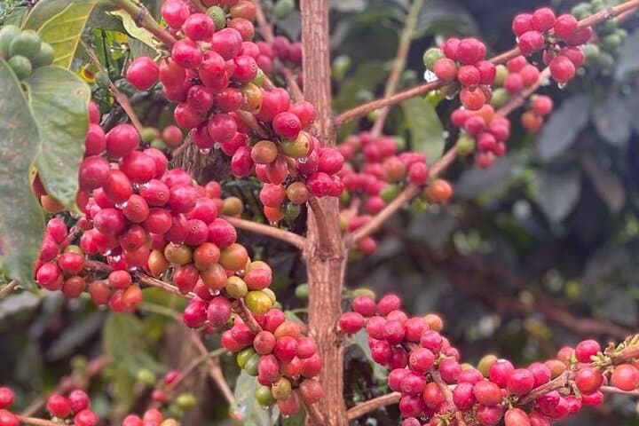 Fairview Coffee Farm Half-Day Tour from Nairobi — Farm-to-Cup Coffee Experience photo 3