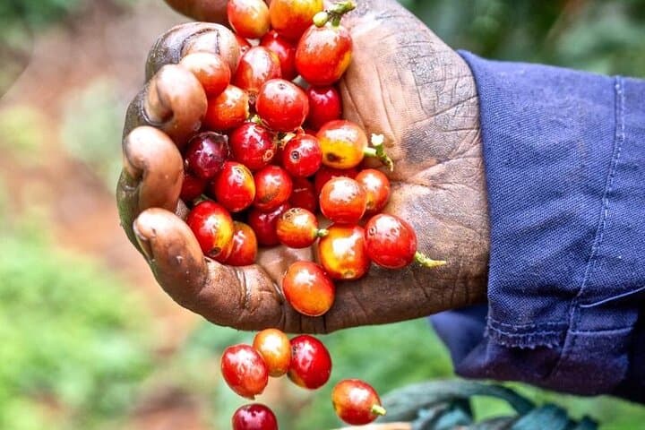 Fairview Coffee Farm Half-Day Tour from Nairobi — Farm-to-Cup Coffee Experience photo 4