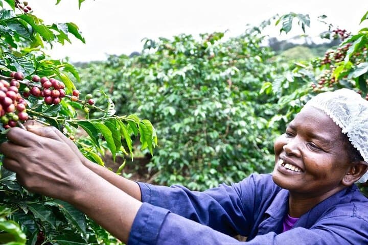Fairview Coffee Farm Half-Day Tour from Nairobi — Farm-to-Cup Coffee Experience photo 5