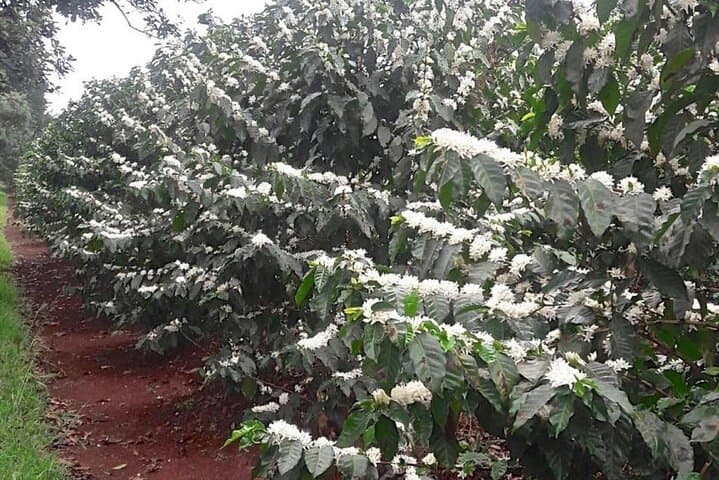 Fairview Coffee Farm Half-Day Tour from Nairobi — Farm-to-Cup Coffee Experience photo 6