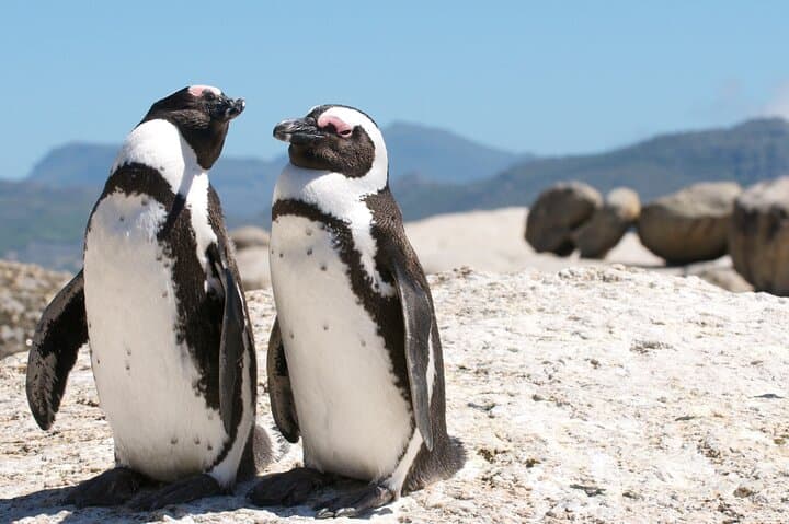 Full-Day Cape Town Shore Tour: Table Mountain, Penguins & Cape Point photo 3