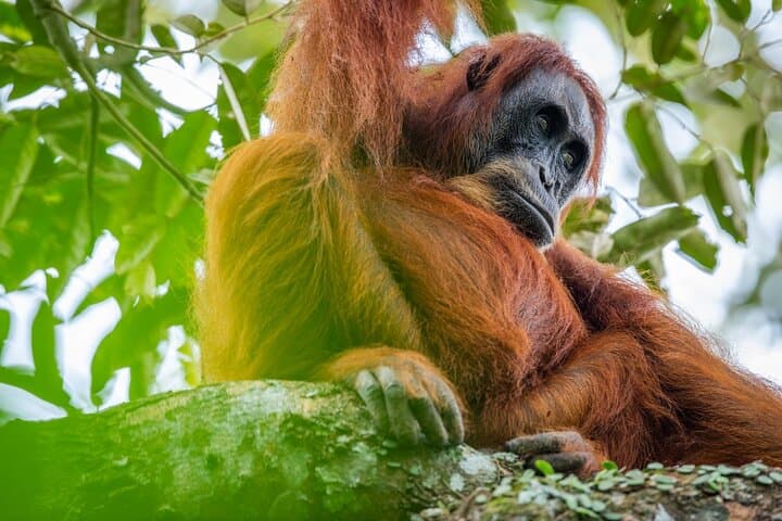 3-Day Ethical Orangutan Jungle Trek in Bukit Lawang, Sumatra