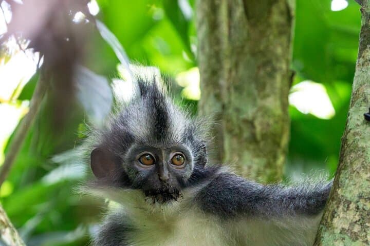 3-Day Ethical Orangutan Jungle Trek in Bukit Lawang, Sumatra photo 2