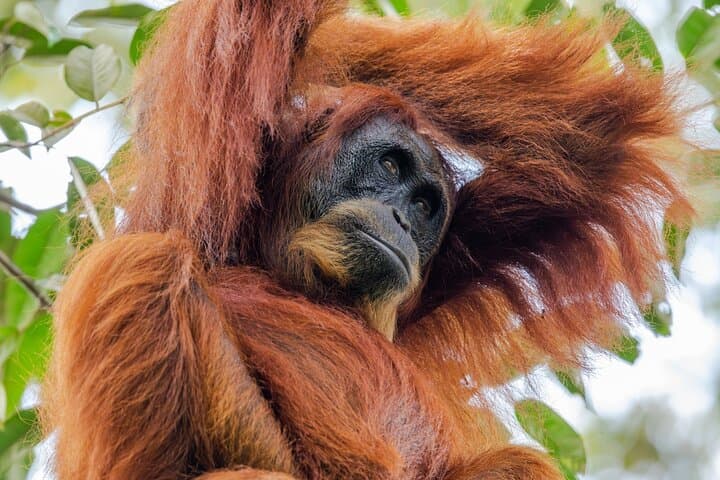 3-Day Ethical Orangutan Jungle Trek in Bukit Lawang, Sumatra photo 3