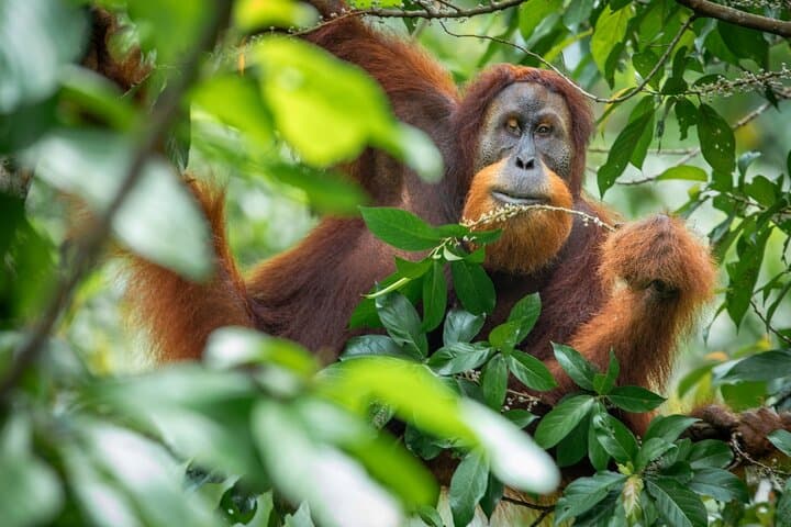 3-Day Ethical Orangutan Jungle Trek in Bukit Lawang, Sumatra photo 4