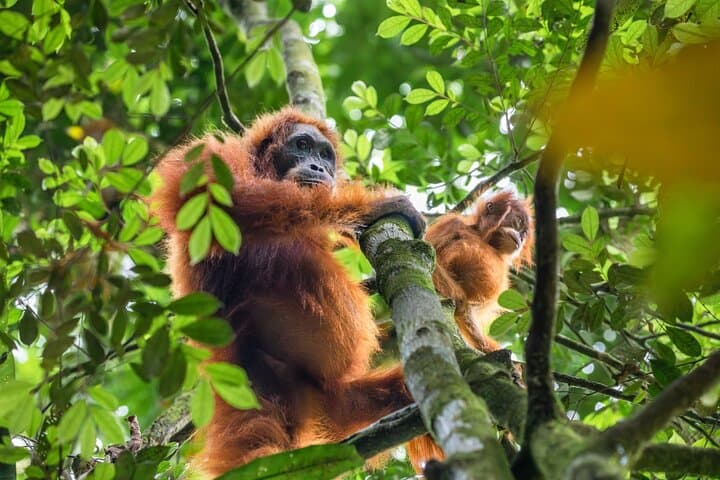 3-Day Ethical Orangutan Jungle Trek in Bukit Lawang, Sumatra photo 5