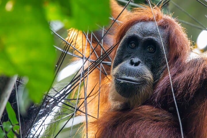 3-Day Ethical Orangutan Jungle Trek in Bukit Lawang, Sumatra photo 6