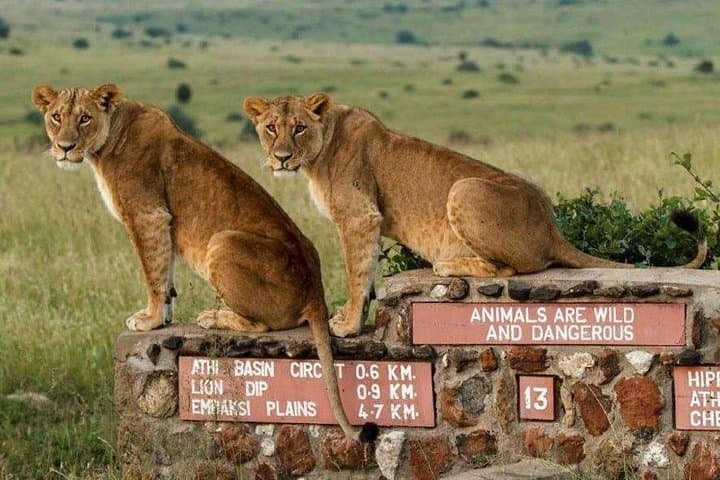 Inside Nairobi’s Urban Safari: Exploring Nairobi National Park and Wildlife Conservation Hubs photo 2