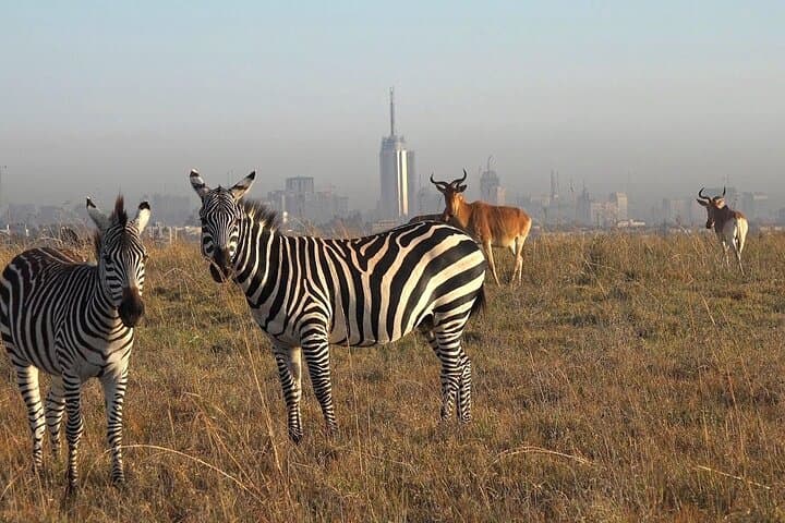 Explore Nairobi National Park: Ultimate Half-Day Safari From Nairobi Airport photo 3