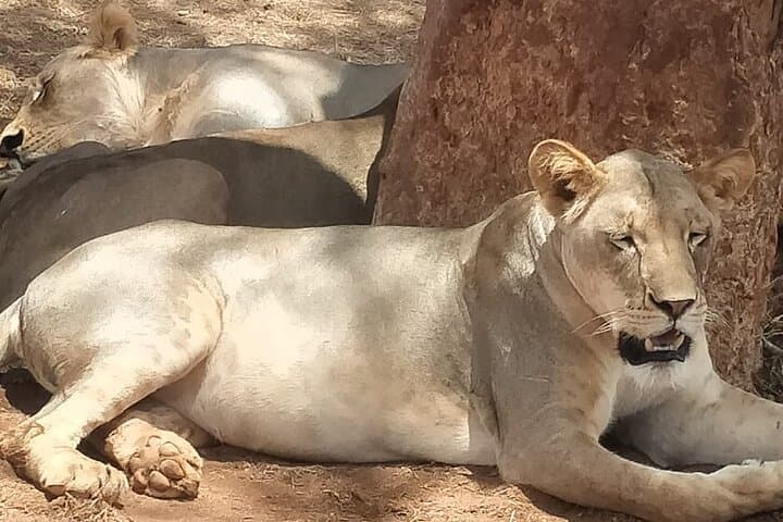 2-Day Tsavo East Safari at Sentrim Camp — Game Drives & Luxury Tents