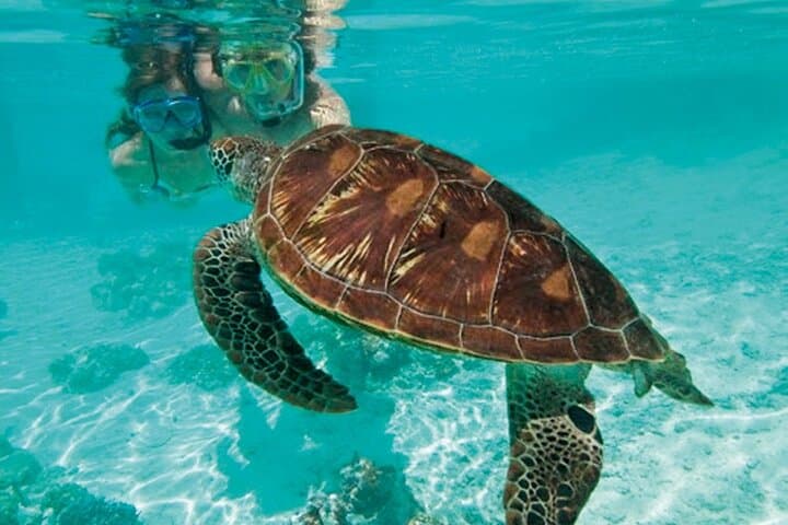 Full-Day Catamaran Cruise in Saint Maarten — Snorkel, SUP & Beach Stops photo 5