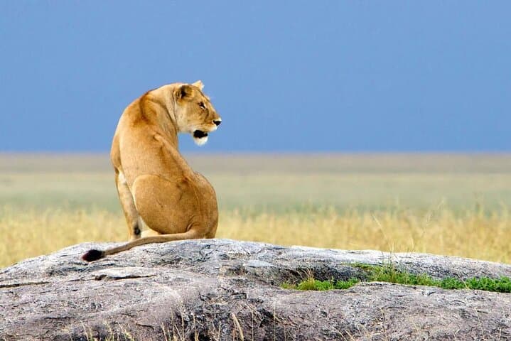 Ndutu Migration Safari: 8-Day Luxury Wildlife Journey in Tanzania
