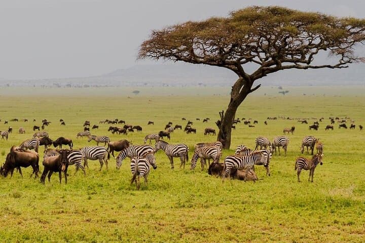 Ndutu Migration Safari: 8-Day Luxury Wildlife Journey in Tanzania photo 2