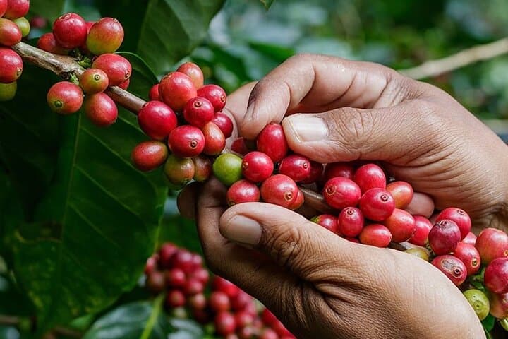 Coffee Lover Immersion: Tamarindo Coffee Farm Tour & Cultural Pottery Experience