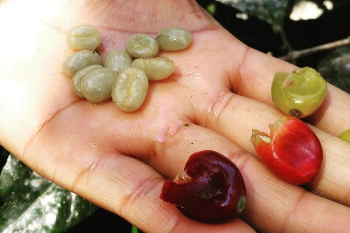 Coffee Lover Immersion: Tamarindo Coffee Farm Tour & Cultural Pottery Experience photo 3