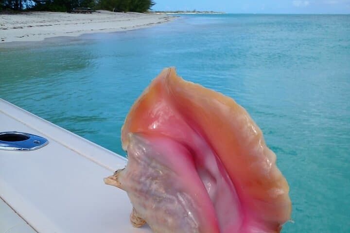 Private Half-Day Snorkel & Cruise on Shady Grady — Providenciales Reef Charters photo 5