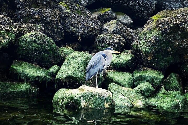 Shilshole to Discovery Point: Guided Kayak and Bluff Hike in Seattle photo 4