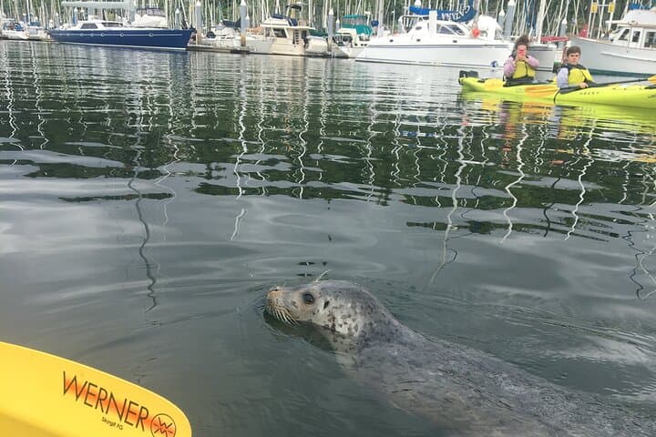 Shilshole to Discovery Point: Guided Kayak and Bluff Hike in Seattle photo 5
