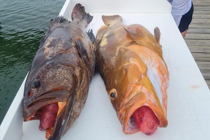 Hook the Reef: Private Half-Day Bottom Fishing Aboard the Shady Grady (Providenciales) photo 3