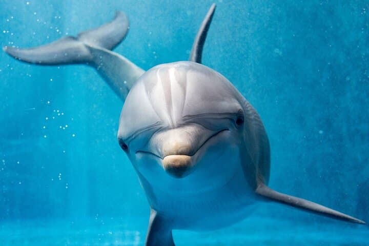 Hurghada Private 4-Hour Speedboat to Dolphin House, Magawish & Hula Hula photo 3