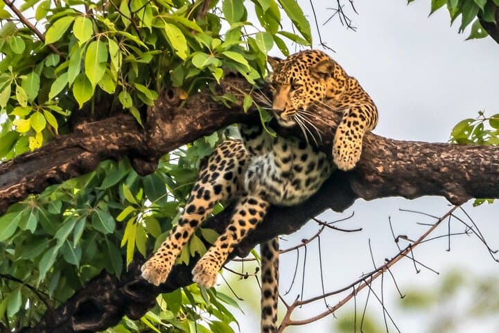 Tiger Tracking in Chitwan National Park: 5-Day Jeep Safari & Jungle Walks photo 5