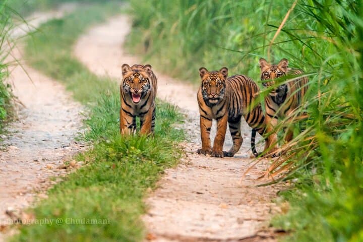 Tiger Tracking in Chitwan National Park: 5-Day Jeep Safari & Jungle Walks photo 6