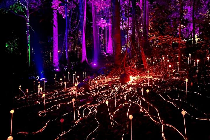 Maha Tower Sunset & Dream Forest Langkawi Night Walk — Private Tour Guide