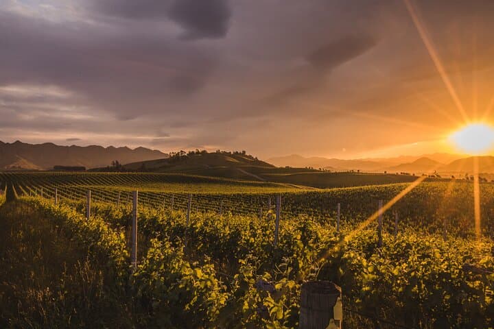 Marlborough Wine Tour: Full-Day Sauvignon Blanc Tasting & Vineyard Lunch photo 2