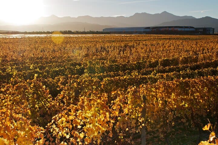 Marlborough Wine Tour: Full-Day Sauvignon Blanc Tasting & Vineyard Lunch photo 6