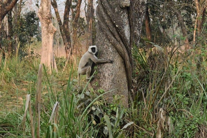 Jungle Tower Stay — 4-Day Chitwan National Park Safari & Tower Nights photo 3