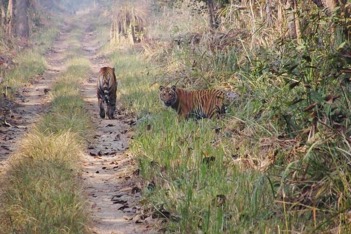 Jungle Tower Stay — 4-Day Chitwan National Park Safari & Tower Nights photo 2