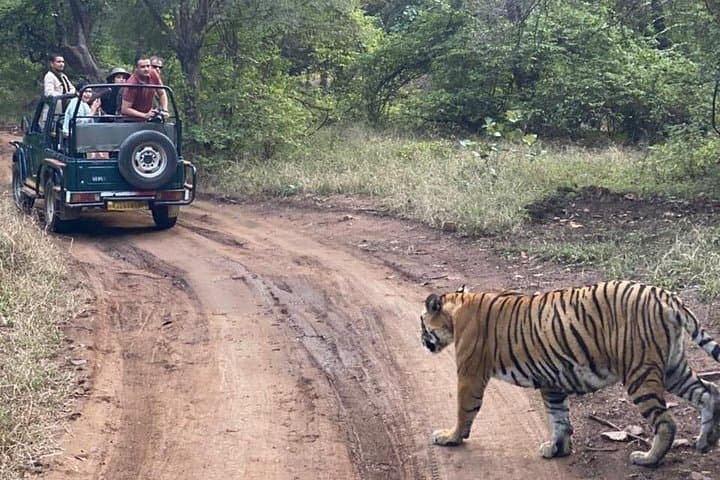 Private Jaipur to Ranthambore: 2-Day Tiger Safaris and Cultural Stopover photo 1