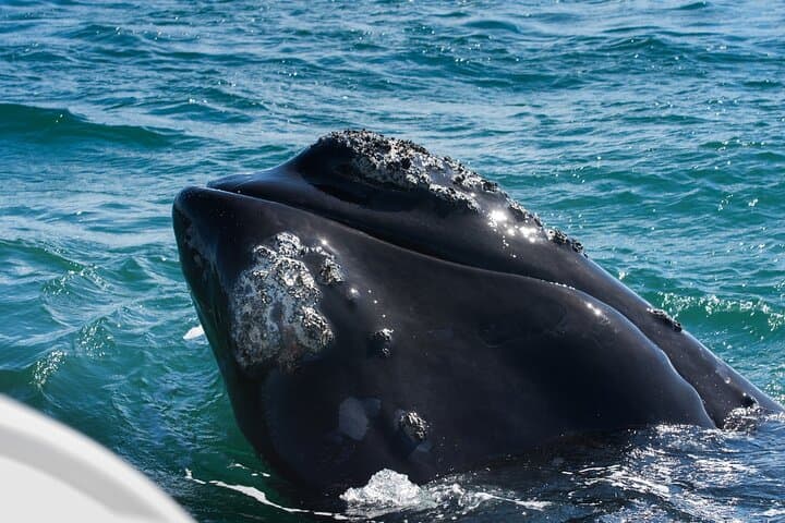 Hermanus Whale Watching Day Trip from Cape Town — Private Full-Day Tour