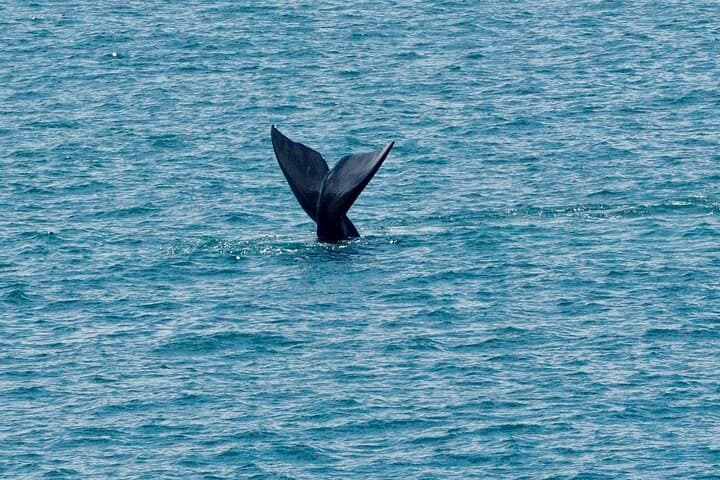 Hermanus Whale Watching Day Trip from Cape Town — Private Full-Day Tour photo 2