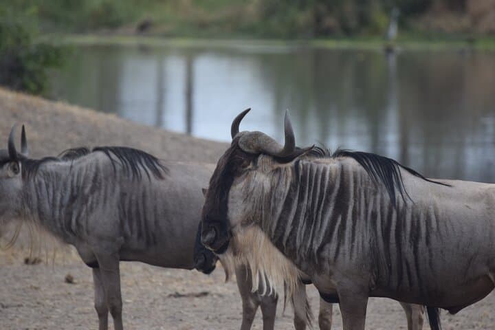 9-Day Serengeti Great Migration & Lake Natron Safari photo 2
