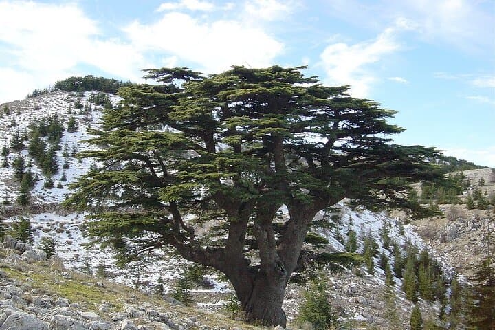 Day Tour to the Cedars, Qadisha Valley & Bcharre: Gibran Museum and Mountain Lunch photo 3