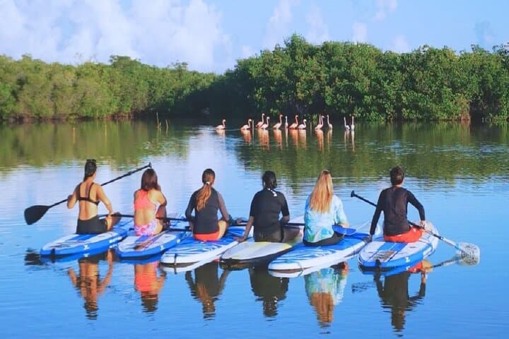 Learn to Paddleboard and Explore the Mangroves of Progreso
