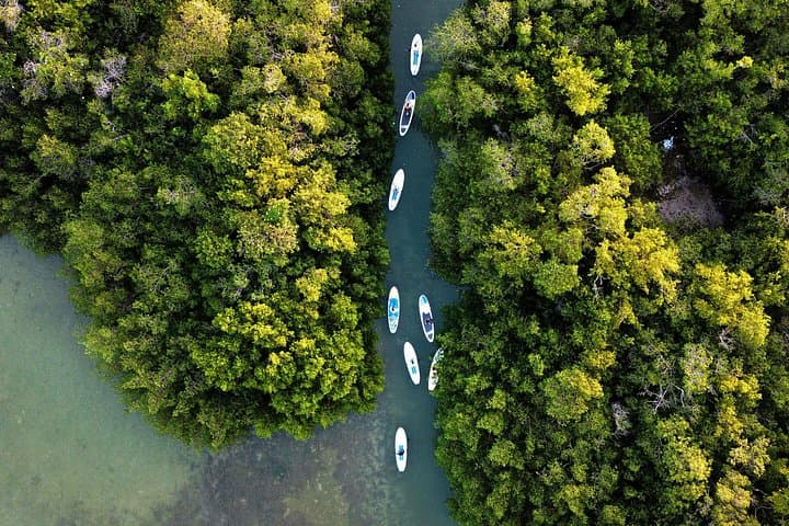 Learn to Paddleboard and Explore the Mangroves of Progreso photo 3