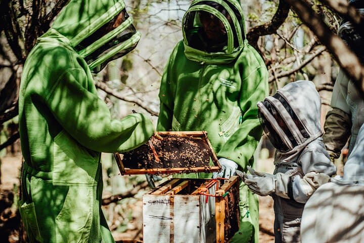 Aruba Bee Haven Private Apiary Tour: Hands-On Cunucu Beekeeping & Honey Tasting photo 4