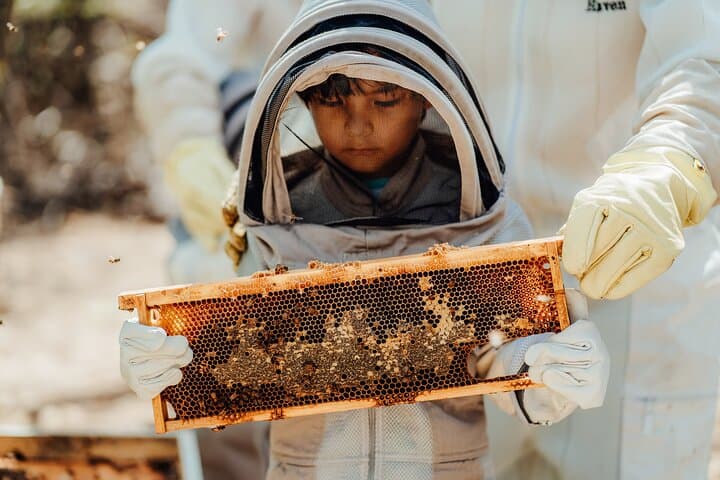 Aruba Bee Haven Private Apiary Tour: Hands-On Cunucu Beekeeping & Honey Tasting photo 3