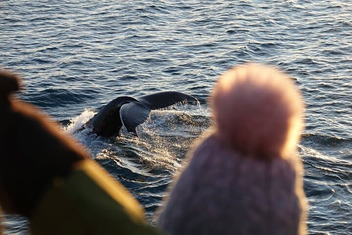 Reykjavik Bay Whale Watching Aboard the Arctic Rose: What to Expect photo 4