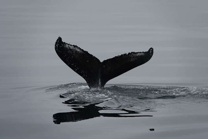 Reykjavik Bay Whale Watching Aboard the Arctic Rose: What to Expect photo 2