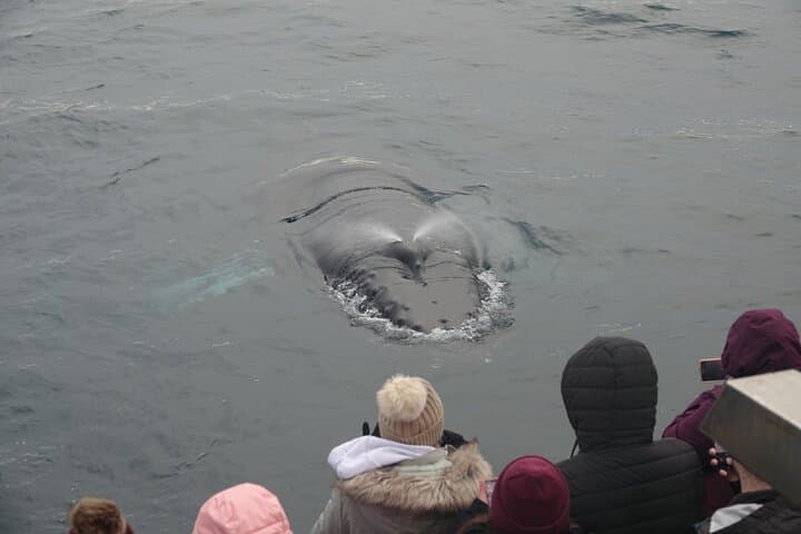 Reykjavik Bay Whale Watching Aboard the Arctic Rose: What to Expect photo 6