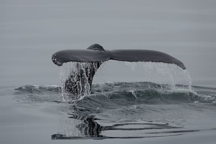Reykjavik Bay Whale Watching Aboard the Arctic Rose: What to Expect photo 5