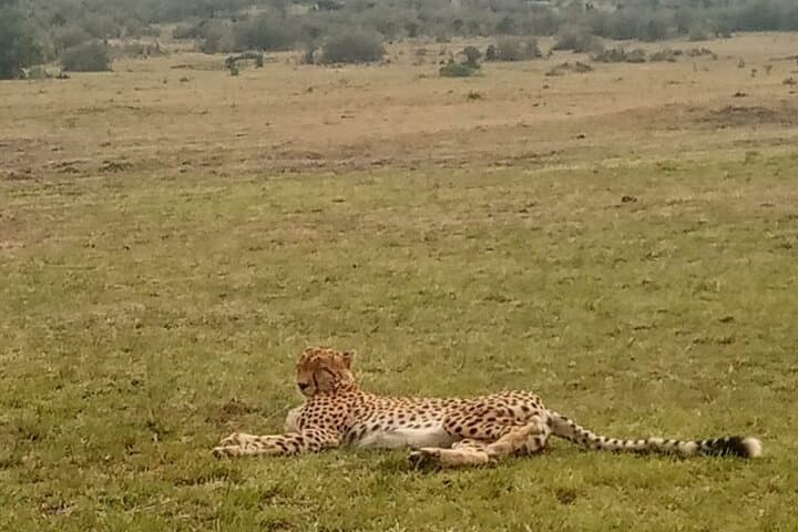 Amboseli Day Safari: Up-Close Elephants and Kilimanjaro Views photo 4