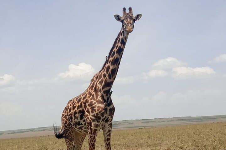 Amboseli Day Safari: Up-Close Elephants and Kilimanjaro Views photo 5