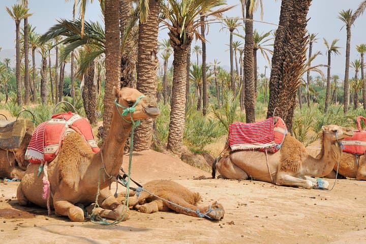 Sunset Camel Ride in Marrakech Palmeraie: Palm Grove Tour and Berber Tea