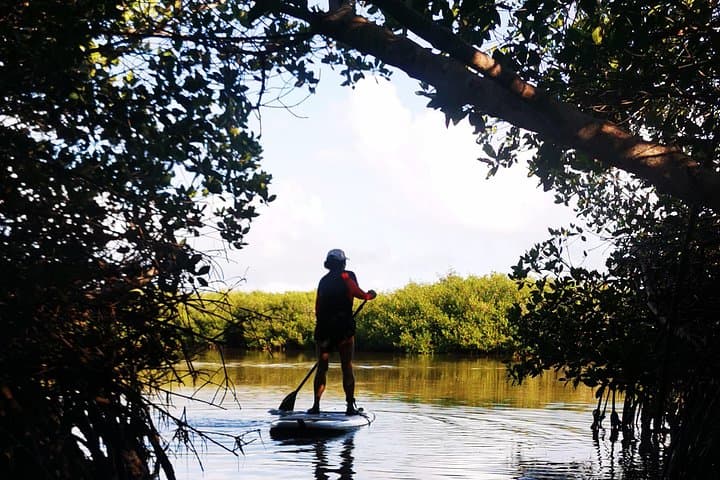 Learn to Paddleboard and Explore the Mangroves of Progreso photo 4